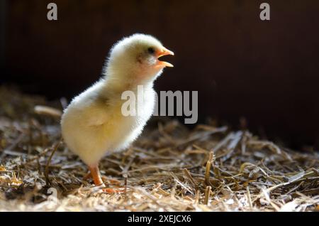 Yellow chick standing on straw, chirping, illuminated by soft light Stock Photo