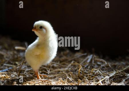 A single yellow chick standing on straw, illuminated by soft light Stock Photo