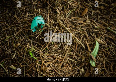 Broken blue eggshell on the forest floor among pine needles Stock Photo