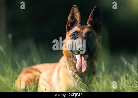 Portrait of Belgian Shepherd Malinois. Cute dog lying in grass on sunny summer day. Stock Photo