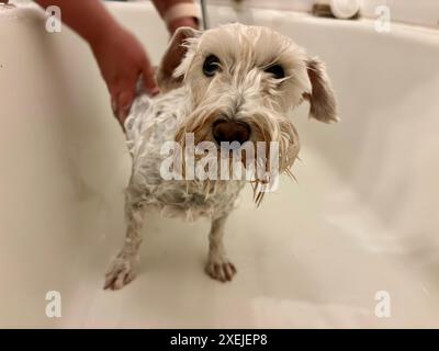 Wet miniature schnauzer in bathtub being washed Stock Photo