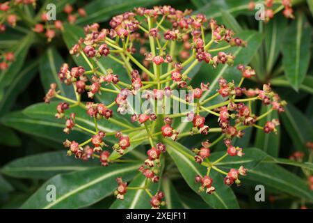 Honey Spurge, Canary Spurge, Euphorbia mellifera (syn. Tithymalus melliferus), Euphorbiaceae. Madeira. Stock Photo