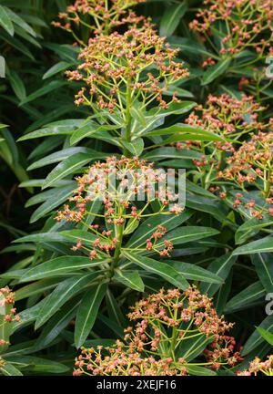 Honey Spurge, Canary Spurge, Euphorbia mellifera (syn. Tithymalus melliferus), Euphorbiaceae. Madeira. Stock Photo