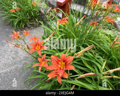 Orange daylilies in bloom by concrete path in College Hill, Cincinnati Stock Photo