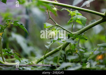 Growing single tomato on vine in home garden Stock Photo