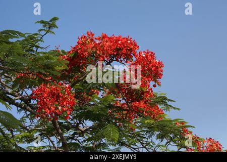 The Royal Poinciana Tree, , Fabaceae. Aka Flame Tree, Flamboyant or Gulmohar. Havana, Cuba. Stock Photo