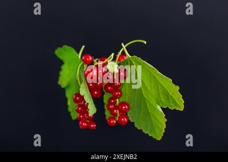 twigs of ripe red currants, isolated on a black background . Stock Photo