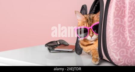 A funny cat with glasses sits in a pet carrier. Stock Photo