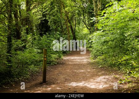 Path through summer woodland Stock Photo
