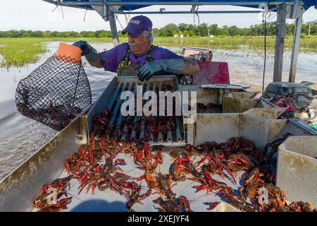 Indian Bayou, United States. 25th Apr, 2024. Fisherman and crawfish ...