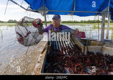 Indian Bayou, United States. 25th Apr, 2024. Fisherman and crawfish ...