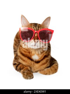 Glamorous bengal cat wearing red sunglasses on a white background Stock Photo