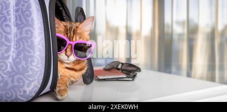 A funny cat with glasses sits in a pet carrier. Stock Photo