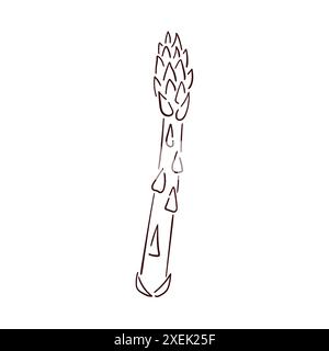 Asparagus sprout icon in line art style. Sparrow grass. Vector illustration isolated on a white background Stock Vector
