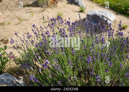 beautiful lavender (Lavandula angustifolia) in the rockery Stock Photo