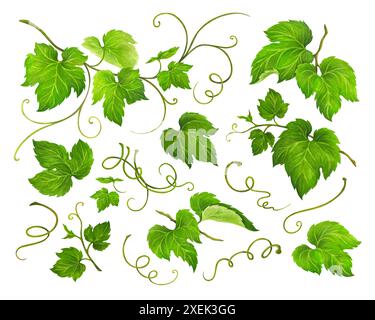 Set of Grape Leaves and Vine isolated on white background. Hand drawn watercolor illustration for logo, or wedding invitations design, juice packaging Stock Photo