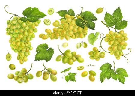 Set of watercolor grape berries, bunches of different sizes and leaves for the design of wine labels or juice packaging, wedding invitations, cards Stock Photo