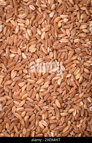 Large grains of wheat porridge are brown in color when raw Stock Photo