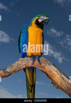 Blue and Yellow Macaw Parrot , Ara ararauna , also known as the Blue and Gold Macaw. Bali, Indonesia. Stock Photo