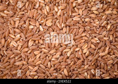 Large grains of wheat porridge are brown in color when raw Stock Photo