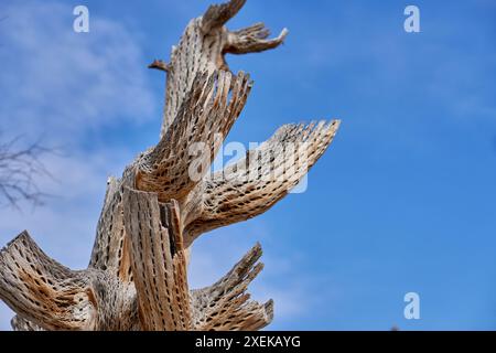 Dead Giant Saguaro Skeleton Cactus at Northern Argentina. bottom view Stock Photo