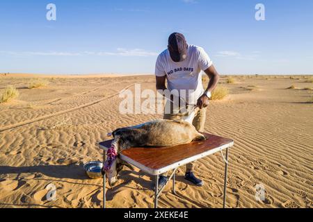 Mauritania, surroundings of Chami, traditional ritual of goat slaughter Stock Photo