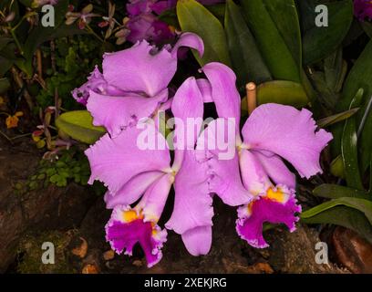 Cattleya sp. (family: Orchidaceae). Stock Photo