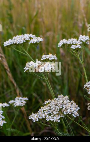 Common yarrow white blossom Achillea millefolium Stock Photo - Alamy