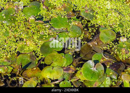 Hydrocharis morsus-ranae, frogbit, is a flowering plant belonging to the genus Hydrocharis in the family Hydrocharitaceae. It is a small floating plan Stock Photo