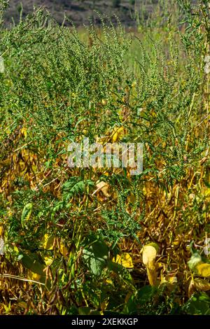 Ambrosia trifida, the giant ragweed, is a species of flowering plant in the family Asteraceae. Stock Photo