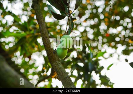 Mangoes on a beautiful colorful blurry background Stock Photo