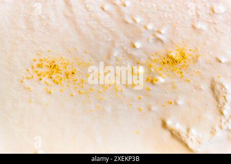 A culture of lactic acid bacteria is added to the skimmed milk. This is how the sour cheese typical of the Grossarl Valley is created. Lactic acid cultures are added to the skimmed milk. Two days later, the curdled sour cheese mass is separated from the whey. Promegg, Salzburg, Austria Stock Photo