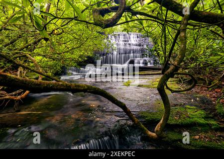 Grogan Creek Falls (or Falls on Grogan Creek) - Butter Gap Trail, Pisgah National Forest, near Brevard, North Carolina, USA Stock Photo