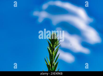 Vibrant plant against floating clouds Stock Photo