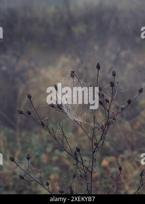 A spider web covered with fine dew drops waving in the morning wind in gray foggy weather on a dry grass brush Stock Photo