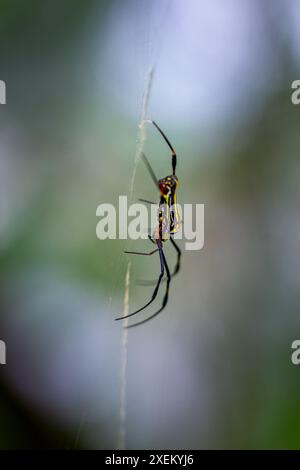 Detailed capture of a Giant Wood Spider consuming its prey on a delicate web. Vibrant colors and natural predation scene, Wulai, Taiwan. Stock Photo