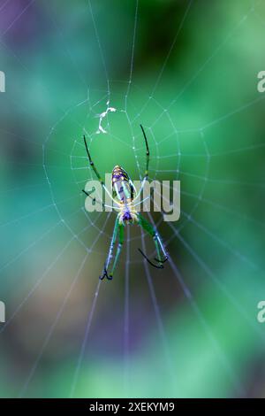 Detailed capture of a Giant Wood Spider consuming its prey on a delicate web. Vibrant colors and natural predation scene, Wulai, Taiwan. Stock Photo