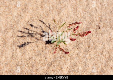 Small sprout of Rumex acetosella, commonly known as red sorrel, grows in sand. Baltic Sea coast Stock Photo