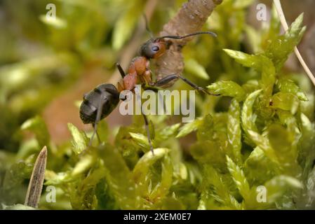 Closeup of a wood ant (Formica sp.) transporting a captured caterpillar, macro photography, insects, nature, biodiversity Stock Photo