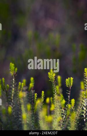 Detail of small pine branches growing in the forest. Defocused background. Selective focus. Stock Photo