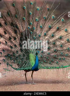 peacock with feathers; peacock with feathers and tail, dancing; Blue peacock spreading its feathers from Wilpattu National Park, Sri Lanka Stock Photo