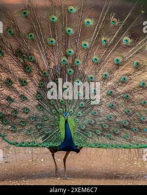 peacock with feathers; peacock with feathers and tail, dancing; Blue peacock spreading its feathers from Wilpattu National Park, Sri Lanka Stock Photo