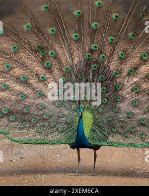 peacock with feathers; peacock with feathers and tail, dancing; Blue peacock spreading its feathers from Wilpattu National Park, Sri Lanka Stock Photo