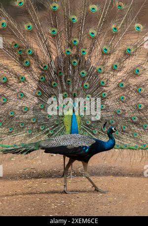 peacock with feathers; peacock with feathers and tail, dancing; Blue peacock spreading its feathers from Wilpattu National Park, Sri Lanka Stock Photo