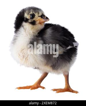Very young isolated Austerlorp chicken chick that has black and white feathers. Stock Photo