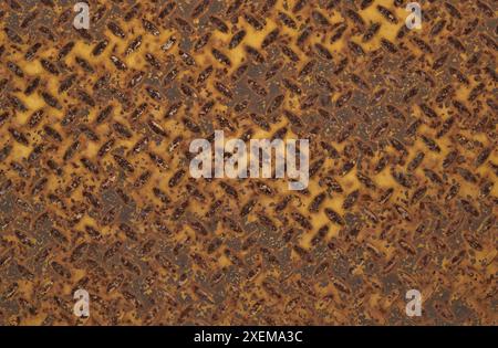 Rusty metal dock plate industrial background grunge texture oxide old. Stock Photo