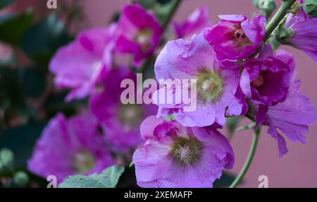 Mallow zebra. The flowers are soft pink with bright crimson-red veins. Stock Photo