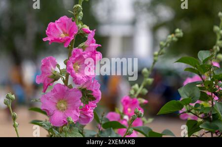 Mallow zebra. The flowers are soft pink with bright crimson-red veins. Stock Photo