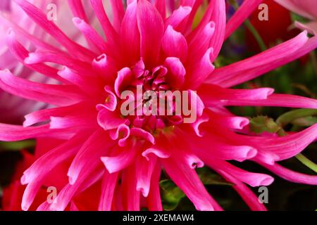 Center of red dahlia flower. Stock Photo