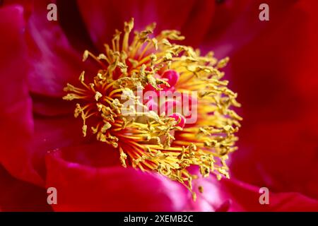Center of a peony, Paeonia anomala, with red petals and yellow stamens.. Stock Photo